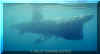 Basking Shark (Cetorhinus maximus)
� Jeremy Stafford-Deitsch