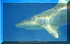 Blacknose Shark (Carcharhinus acronotus)
� Jeremy Stafford-Deitsch