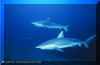 Blacktip Shark (Carcharhinus limbatus)
� Jeremy Stafford-Deitsch