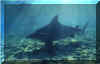 Bull Shark (Carcharhinus leucas)
� Jeremy Stafford-Deitsch