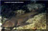 Horn Shark (Heterodontus francisci)
� Jeremy Stafford-Deitsch