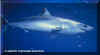 Shortfin Mako(Isurus oxyrhinchus)
� Jeremy Stafford-Deitsch