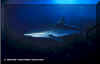 Silky Shark (Carcharhinus falciformis)
� Jeremy Stafford-Deitsch