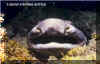 Swell Shark (Cephaloscyllium ventriosum)
� Jeremy Stafford-Deitsch