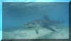 Tiger Shark (Galeocerdo cuvier)
� Jeremy Stafford-Deitsch