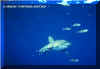 Oceanic Whitetip (Carcharhinus longimanus)
� Jeremy Stafford-Deitsch