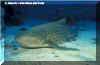 Zebra Shark (Stegostoma varium)
� Jeremy Stafford-Deitsch