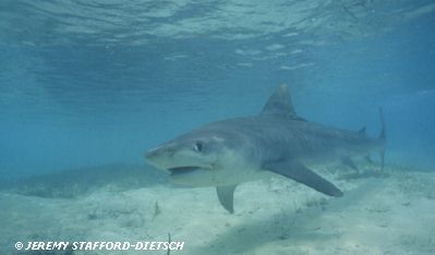 Tiger Shark (Galeocerdo cuvier)
� Jeremy Stafford-Deitsch