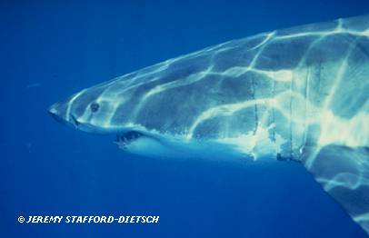 White Shark (Carcharodon carcharias)
© Jeremy Stafford-Deitsch