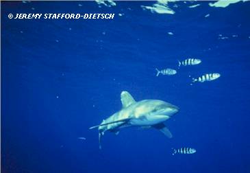 Oceanic Whitetip (Carcharhinus longimanus)
� Jeremy Stafford-Deitsch
