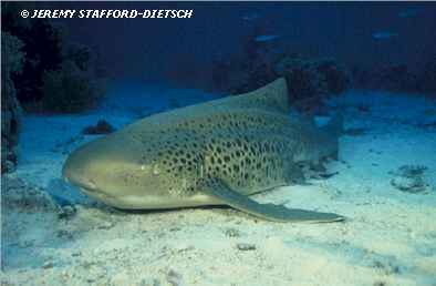 Zebra Shark (Stegostoma varium)
� Jeremy Stafford-Deitsch