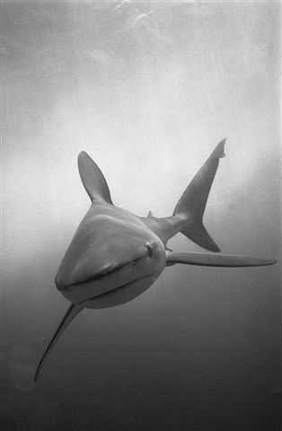 Galapagos Shark � Wolfgang Leander