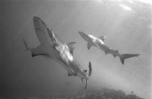 Galapagos Shark © Wolfgang Leander
