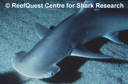 Sphyrna tiburo 
� R.Aidan Martin, ReefQuest 
Centre for Shark Research