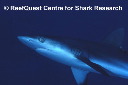 C.amblyrhinchos,
� R.Aidan Martin, ReefQuest 
Centre for Shark Research