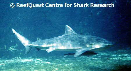 Carcharhinus leucas � R.Aidan Martin, 
ReefQuest Centre for Shark Research 