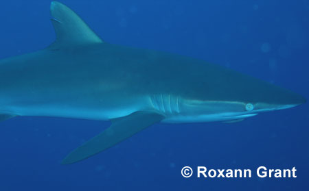 Silky Shark � Roxann Grant