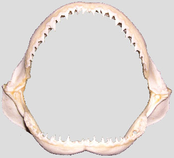 Silky Shark jaws � Anne Martin, 