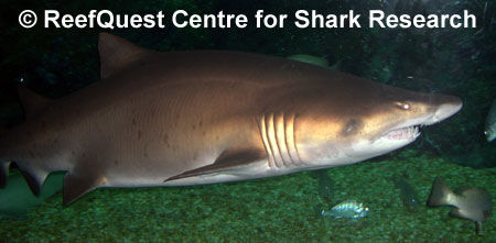 Sandtiger 
� Anne Martin, ReefQuest 
Centre for Shark Research