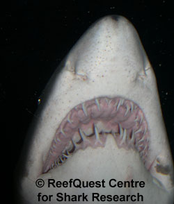 Sandtiger 
� Anne Martin, ReefQuest 
Centre for Shark Research