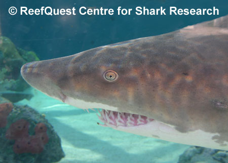 Sandtiger 
� Anne Martin, ReefQuest 
Centre for Shark Research