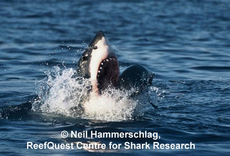 White Shark
© Neil Hammerschlag, ReefQuest
Centre for Shark Research