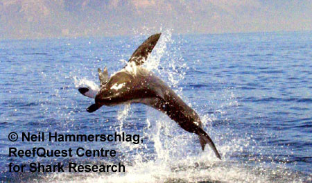 White Shark
© Neil Hammerschlag, ReefQuest
Centre for Shark Research