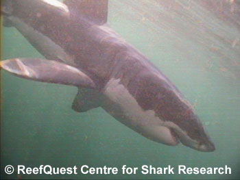 White Shark
© R.Aidan Martin, ReefQuest
Centre for Shark Research