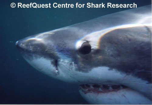 White Shark
© R.Aidan Martin, ReefQuest
Centre for Shark Research
