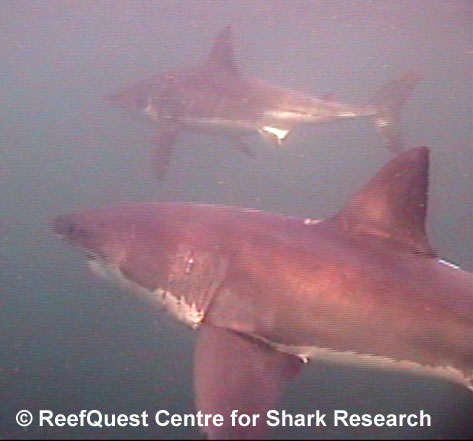White Shark
© R.Aidan Martin, ReefQuest
Centre for Shark Research