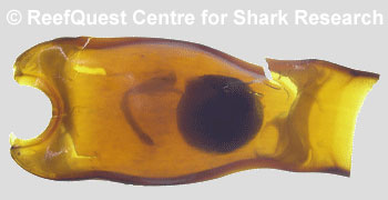 © Anne Martin, ReefQuest Centre for Shark Research