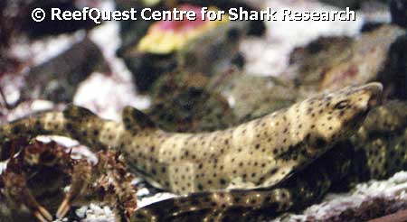 © Anne Martin, ReefQuest Centre for Shark Research