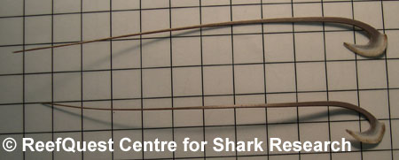 Basking Shark gill rakers