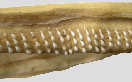 Basking Shark tooth bed