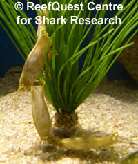 Chain catshark egg cases 
wrapped around seagrasses,
� Anne Martin, ReefQuest 
Centre for Shark Research