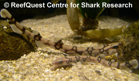 Chain catshark juveniles
with egg cases in background,
© Anne Martin, ReefQuest
Centre for Shark Research