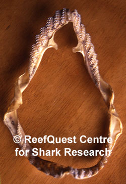 Jaws of a Frilled Shark
© Anne Martin, ReefQuest
Centre for Shark Research