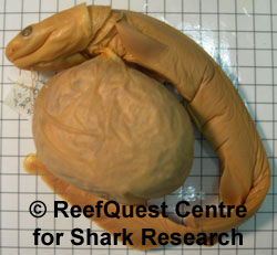 Clamydoselachus embryo, LA County Museum collection 
� Anne Martin, ReefQuest Centre for Shark Research