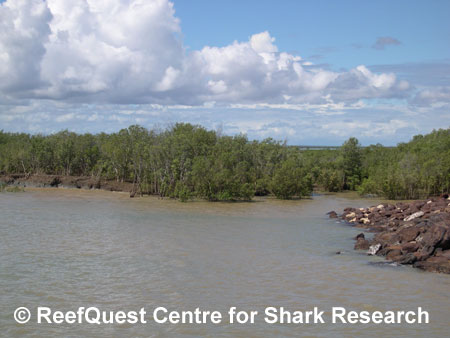 Fitzroy River, Australia, 
� R.Aidan Martin, ReefQuest 
Centre for Shark Research