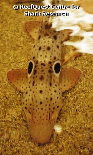 Epaulette Shark at 
San Diego Sea World 
� Anne Martin, ReefQuest 
Centre for Shark Research 