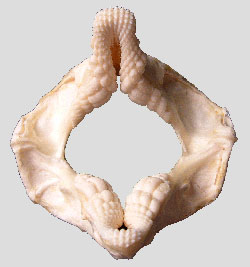 Port Jackson Shark jaw, 
� Anne Martin, ReefQuest 
Centre for Shark Research