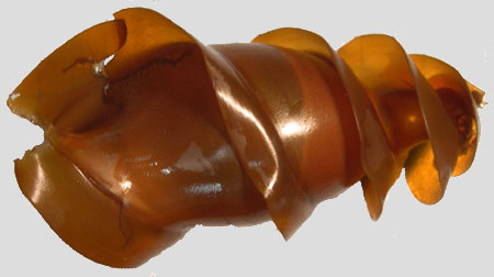 Horn Shark egg case