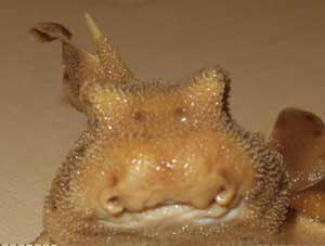 Horn Shark