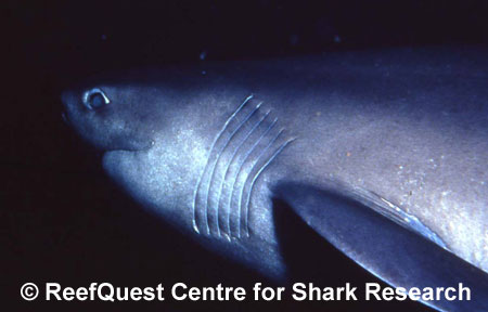 Sixgill Shark © R.Aidan Martin,
ReefQuest Centre for Shark Research