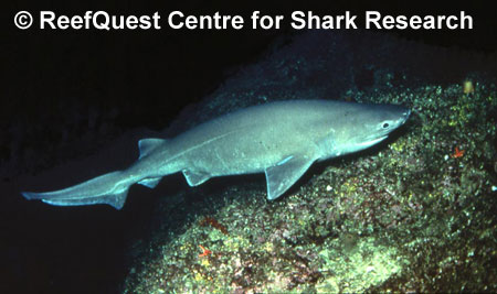 Sixgill Shark © R.Aidan Martin,
ReefQuest Centre for Shark Research