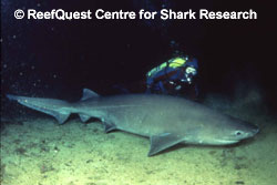 Sixgill Shark © R.Aidan Martin,
ReefQuest Centre for Shark Research