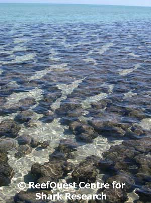 Stromatolites in Shark Bay WA 
� Anne Martin, Reefquest 
Centre for Shark Research