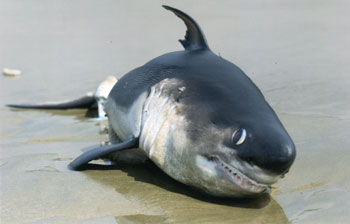 Salmon Shark, courtesy of Parks Canada,
Pacific Rim National Park