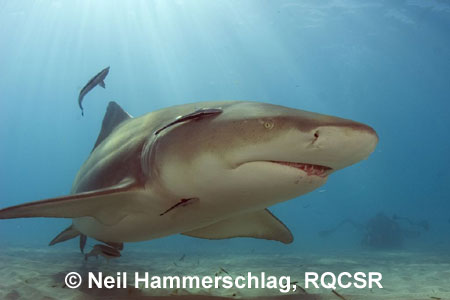 Lemon Shark, Bimini,
© Neil Hammerschlag, RQCSR