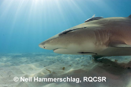 © Neil Hammerschlag